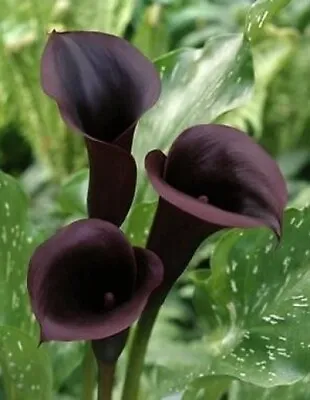 Black Zantedeschia - SCWARZWALDER- Perennial Calla Lily Plant BULB    SIZE 14/16 • £6.95