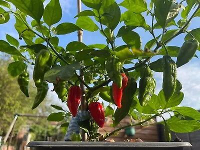 £4.50 • Buy 3 Fresh Naga Morich Chilli Pods - Picked From The Plant On Day Of Posting.
