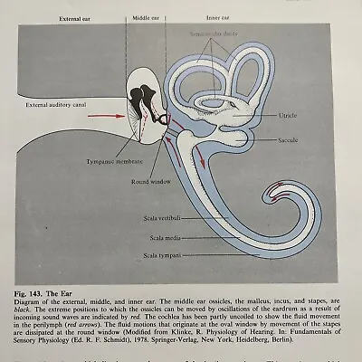 Vintage Ephemera Illustrated Diagram Middle Ear Medical Anatomy Office Art Decor • $10.95