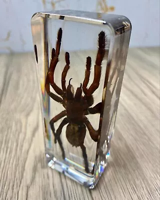 Large Tarantula Insect Taxidermy Clear Acrylic Resin Paperweight Entomology • £27.99