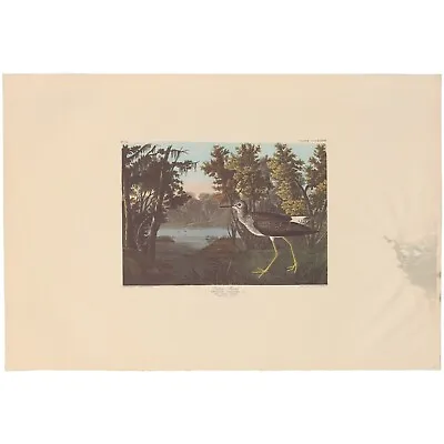 $200 • Buy Audubon Amsterdam Ed Dbl Elephant Folio Lithograph Pl  288 Yellow Shank