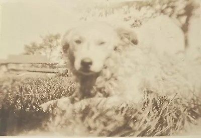 Vintage 1930s Photo Older Dog Squinting Lying In Grass Close Up Soft Focus • $6.50