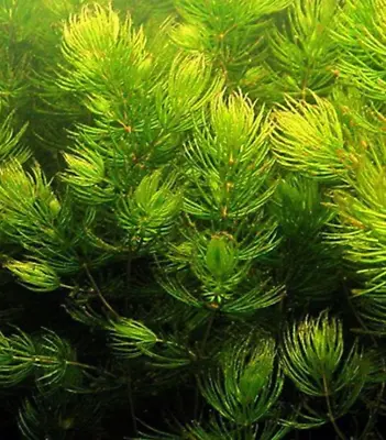 Hornwort - Foxtail - Ceratophyllum Demersum - 4 Plants - EU Grown • £2.50