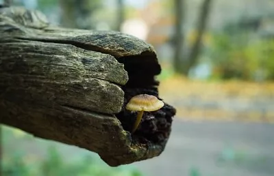 Mushrooms *2x3 Fridge Magnet* Fungus Portobella Spores Morels Truffles Forest • $8.95