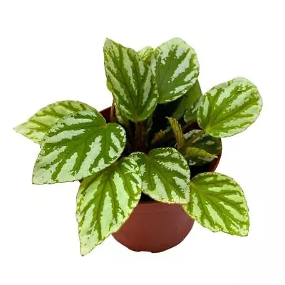 Begonia U064 4 Inch Green White Rhizomatous Rhizo • $24.99