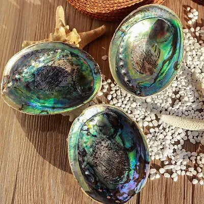 Natural Abalone Shell For Smudging And Home Decor Soothing Energy ❀ • £2.94