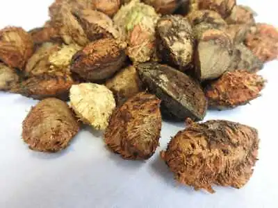 $9.99 • Buy Tree Seeds Almond Catappa Garden Terminalia Shade Viable Ceylon 10