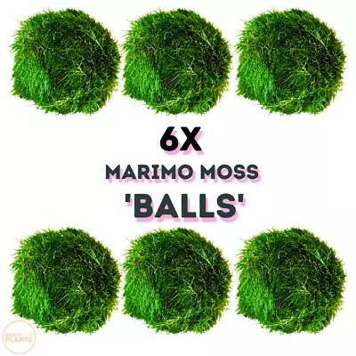 £5.89 • Buy 6x Marimo Moss Balls Shrimp Java Aquarium Plant Aquatic Gift Vase Pet