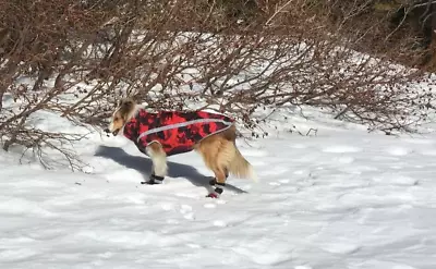 Dog Winter Jacket/Vest/Snow Suit Chest 22  Back 19.5  Red Camo • $12.25