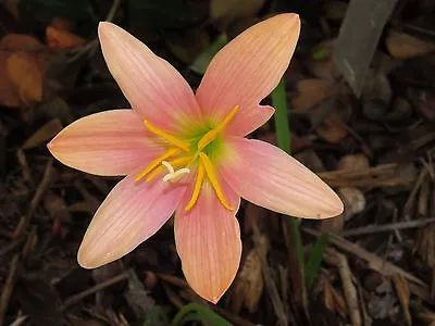 Rain Lily Zephyranthes Batik 2 Bulbs Mixed Sizes NEW Habranthus • $18