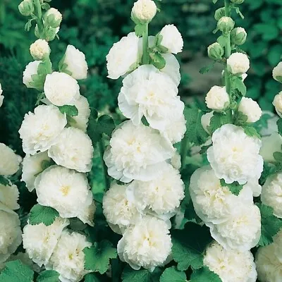 White Hollyhock Double Flower Seeds Tall Perennial Cottage Garden • £3.75