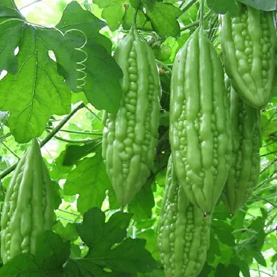 Vietnam Short Bitter Melon Seeds F1 RD09 Khổ Qua Lùn. Non-GMO Heirloom 85%germ • $6