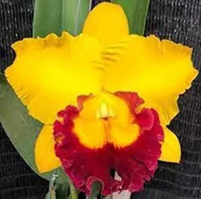 Cattleya Mericlone Seedling Plant...Rlc Thungsuk Gold #1 • $12