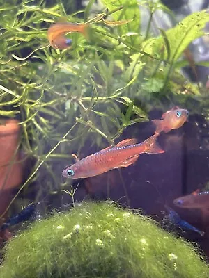 X6 Pseudomugil Luminatus (red Neon Blue Eye) Dwarf Rainbowfish Tropical Fish • £27