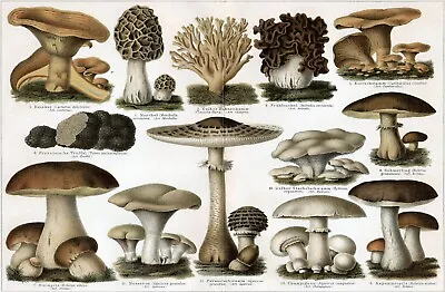 Mushrooms *2x3 Fridge Magnet* Fungus Portobella Spores Morels Truffles Forest • $8.95