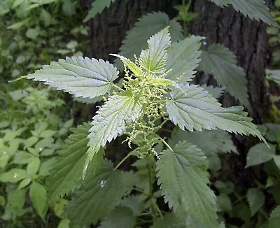 3000 Stinging Nettle Seeds - Urtica Dioica - Medicinal Plant - Deer Resistant  • $4.24