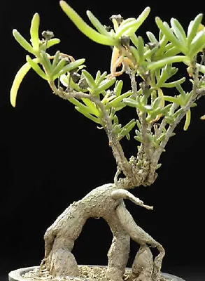 Mestoklema Macrorrhizum Rare Mesemb Cacti Seed 15 SEEDS • $8.99