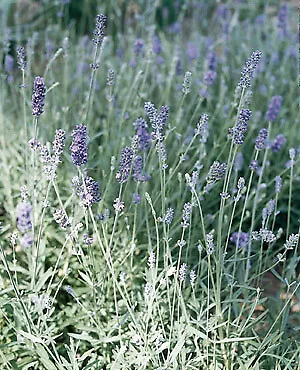 Lavandula Angustifolium Munstead    2000 Seeds • $31.74