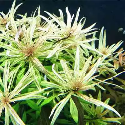 ❄️ White Ludwigia - Rare Live Aquarium Stem Plants Fish Tank Aquascape 🐻‍❄ • $13.95