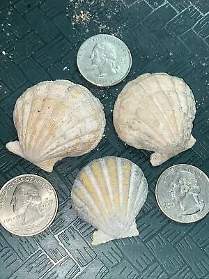 3 HAWAII HAWAIIAN SUNRISE SHELL Shells CoLoRs Sunriseshells UNCLEANED SUPER • $50