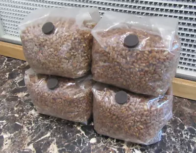 4 X 1lb Organic Rye Berries Mushroom Grain Spawn Bags W/ Injection Ports • $25