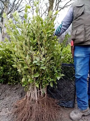 10 Griselinia Littoralis Hedging 3ft Evergreen Plants Bare Root Multi Stem A+ • £34.95