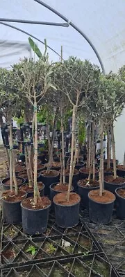 Olea Europea 1/4 Standard - 5 Litre Pot -110-120 Tall Including Pot • £49.99