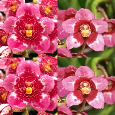 $12.50 • Buy Sarcochilus Orchid Seedling I101 Sarcochilus (Kulnura Now 'Dreamer' X Maria 'Pur