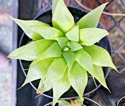 HAWORTHIA RETUSA Star Cactus Aloe Succulents Live Plants BAREROOT EASTER SALE • £2.92