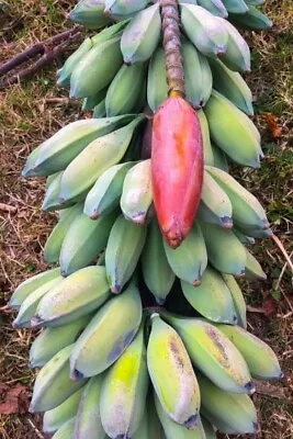 Musa Nagensium Hongii | 5_Seeds • $11.95