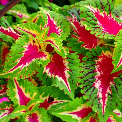 Coleus - Wizard Rose Seeds • £2.99