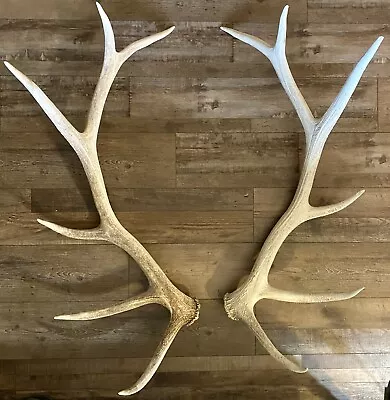 Matched Set 6x6 ELK ANTLERS SHEDS Jackson Hole Wyoming  Rustic Decor • $350