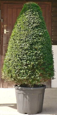 Real Extra Large Yew (taxus Baccata) Cone Shaped Topiary UK Grown • £310
