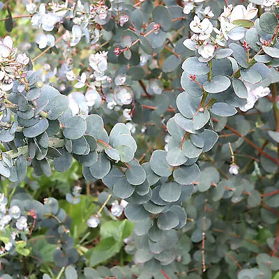 Eucalyptus Gunnii Azura - Cider Gum | Outdoor Garden Ready Evergreen Tree Plants • £11.99