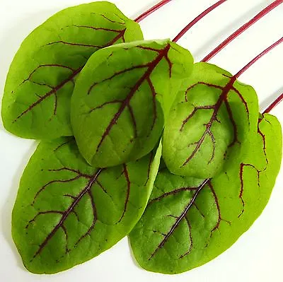£3.80 • Buy SORREL - RED VEINED - 600 Seeds [..colourful Tangy Salad Leaves All Year Round]