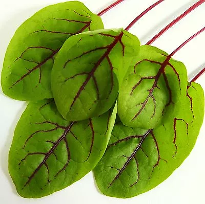 £8 • Buy SORREL - RED VEINED - 6000 Seeds [..colourful Tangy Salad Leaves All Year Round]