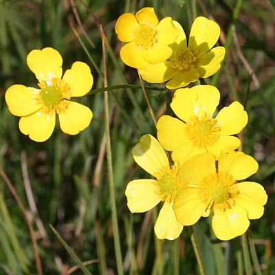 Lesser Spearwort Ranunculus Flammula LIVE Water Plants Pond Aquatic Bog Marginal • £5.95