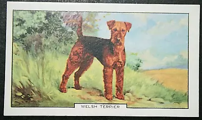 WELSH TERRIER   Vintage 1938 Illustrated Dog Card  CD26MS • $6.30