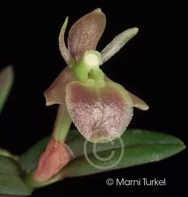 Epidendrum Vargasii RARELY OFFERED MINATURE FROM BOLIVIA Species Orchid • $19.99