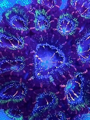 Live Coral Purple Lord Acan  CoralSLover  • $49.95