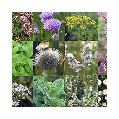 8 Herb Collection Of Starter Plants -  May Include Mint Basil Rosemary Sage • £9.99