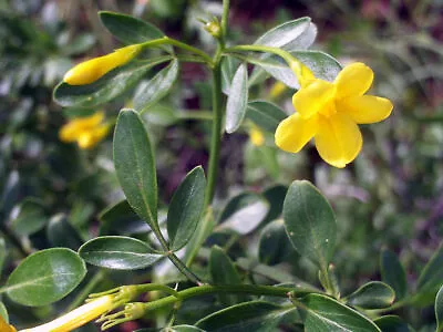 7 Seeds Jasminum Fruticans Jasmine Woody Jasmine Yellow Jasmine D'Summer • £7.01