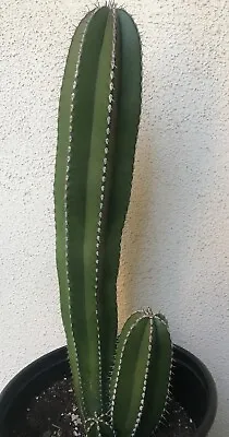 X Large Trio (3) Mexican Fence Post Cactus 'Pachycereus Marginatus' Cactus #G65 • $85