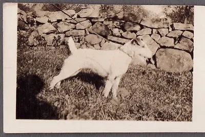 Vintage 1930's Welsh Wire Fox Terrier Dog Mary Crane Somers New York Old Photo • $7.99