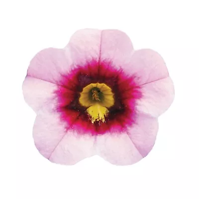 £13.99 • Buy Calibrachoa PortuCal Trailing Purple Eye - 6 Starter Plants Perfect For Baskets.