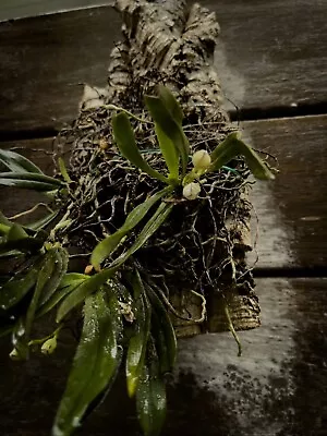$199.99 • Buy Australian Native Orchid Sarcochilus Falcatus (orange Blossom)(Large Specimen)