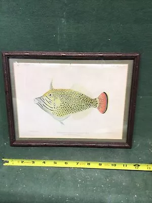 Vintage Framed Fish Print 1903 12x9.5” • $50