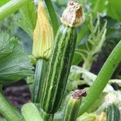 ZUCCHINI STRIATO D'ITALIA SEEDS Vegetable Garden Zuccini Seeds Striato Ditalia • $4