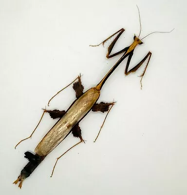 Mantidae -Mantis - Toxodera Sp (Rare) -  Cameron Highlands Malaysia (TXD- 103) • $65.98