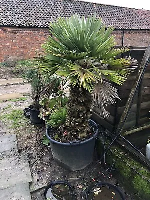 Chamaerops Humilis 'Vulcano' 70lt Pot • £450